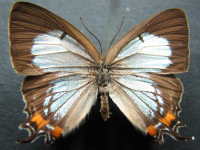 Jalmenus evagoras evagoras - Adult